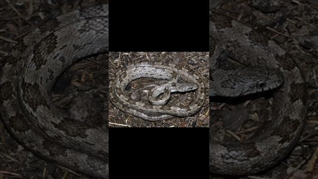 Gray Ratsnake and Carpet Python