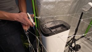 HOW TO SCROG