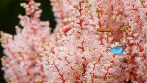 Астильба японская Лук эт Ми (look at me) ? обзор: как сажать, саженцы астильбы Лук эт Ми