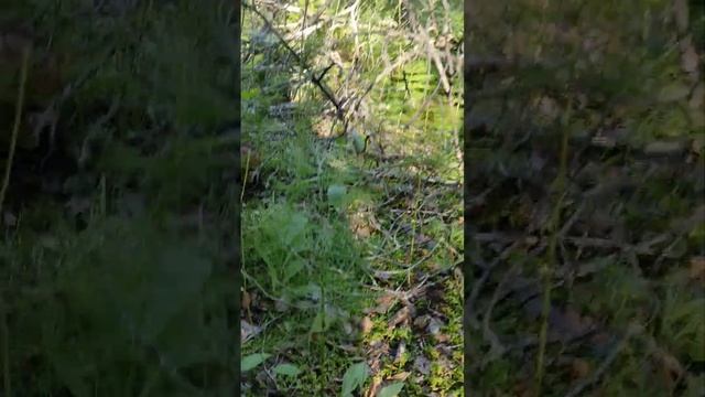 Люблю собирать грибы смотреть онлайн