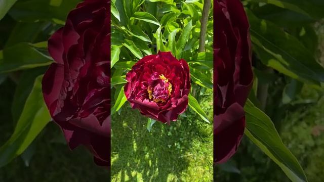 Пион Хайлайт (Paeonia Highlight).