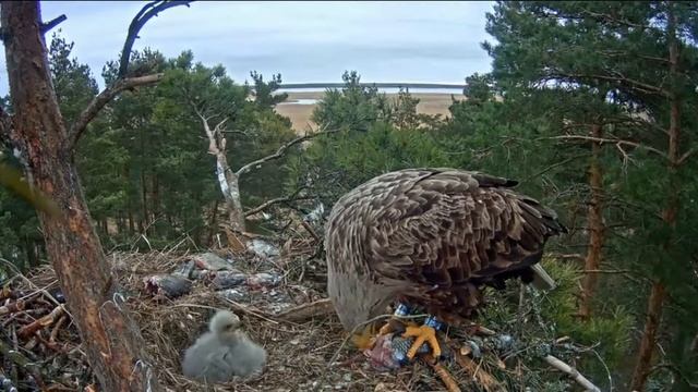 Птица Орлан-белохвост крупнейший хищник планеты / 3 смотреть онлайн