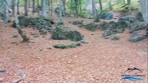 Крымский лес осенью. Ангарский перевал. Андрюхина поляна
