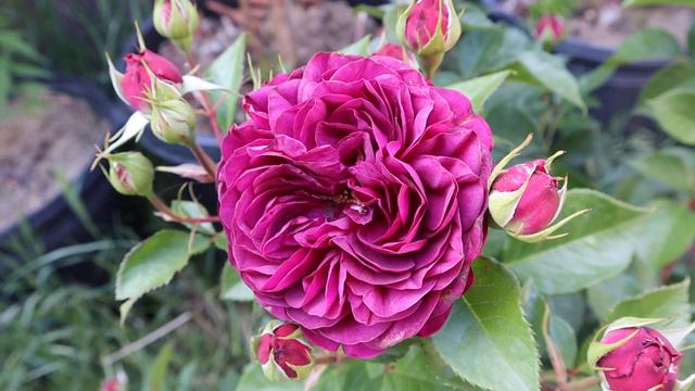 🌷💐Floribunda rose Celestial Night by Bedard🌹🌷 смотреть онлайн