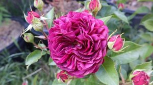 🌷💐Floribunda rose Celestial Night by Bedard🌹🌷
