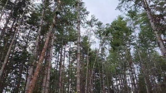 Как выровнять дерево!?!