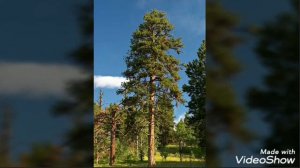 Лесная зона России