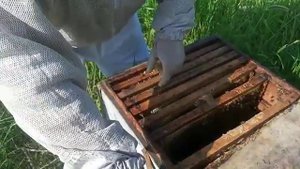 Покупаем отводки среднерусская пчела. Орловская обл.