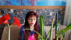 ГИППЕАСТРУМ (АМАРИЛЛИС) ПОСЛЕ ЦВЕТЕНИЯ.