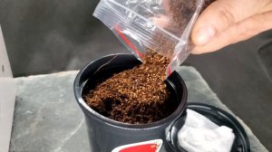 Сад Радости:  Метасеквойя  (инструкция по посеву)