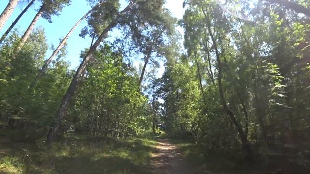 Тропа Росситенский Лес, Калининградская обл. п. Рыбачий, от моря до трактира и назад за час. смотреть онлайн