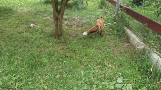 Ели лисы огурцы смотреть онлайн