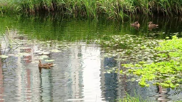 Уточки в озере смотреть онлайн