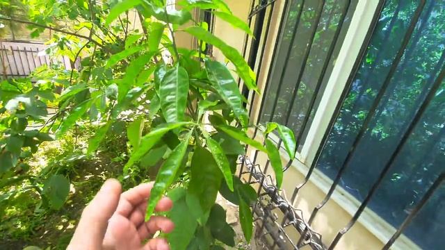 ЗАЦВЕЛ МАНДАРИН, ГРЕЙПФРУТ ВЫРОС БОЛЬШЕ 2 МЕТРОВ. ЦИТРУСЫ В ОТКРЫТОМ ГРУНТЕ смотреть онлайн