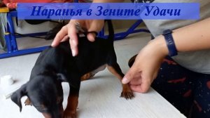 Щенки цвергпинчера, стрижка когтей, дегельминтизация /  Pinscher puppies, claw cutting, deworming