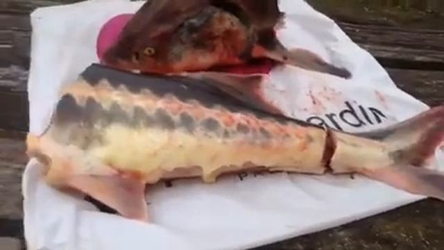 Азовский осётр -купили впервые за свою жизнь! смотреть онлайн