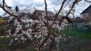 К чему приводит не полная обрезка веток внутри кроны на абрикосе.