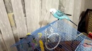 Попугай Кеша и Компания/ Семейка в сборе??