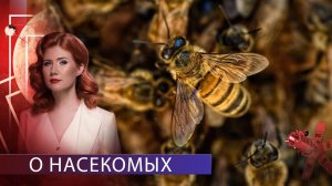 Нашествие насекомых | Тайны Чапман | 15.09.2020