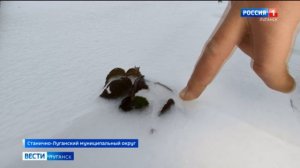 В Станично-Луганском районе выращивают фрукты и ягоды даже зимой