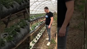 Выращивание клубники на малообъемке.