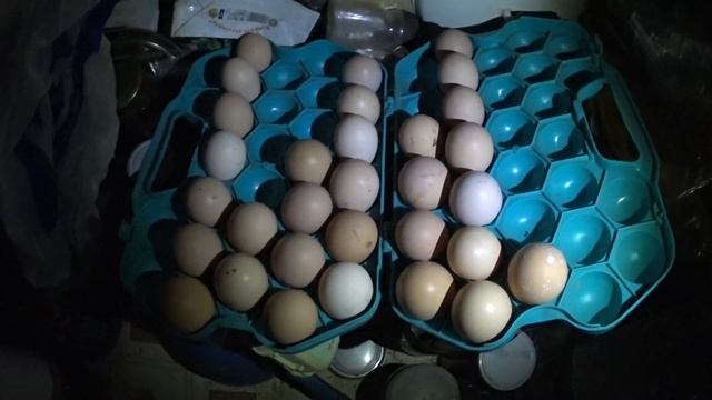 Как собирать яйца под наседку или инкубатор