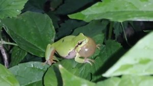 Оглушающий самец обыкновенной квакши