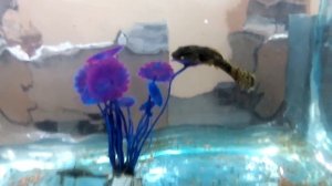 аквариумные сомики, любят декоративные растения, даже искусственные с Алиэкспресс :)