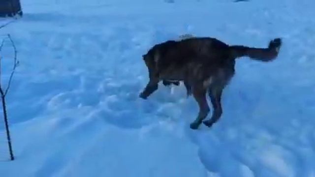 Лютый(Лютик)- сын Халка,внук Волчка. смотреть онлайн