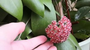 Цветут хойи?Hoya sp. Ovalau Island.Pubicalyx "Pink Dragon". Erythrina.Mindorensis. Purpureofusca.