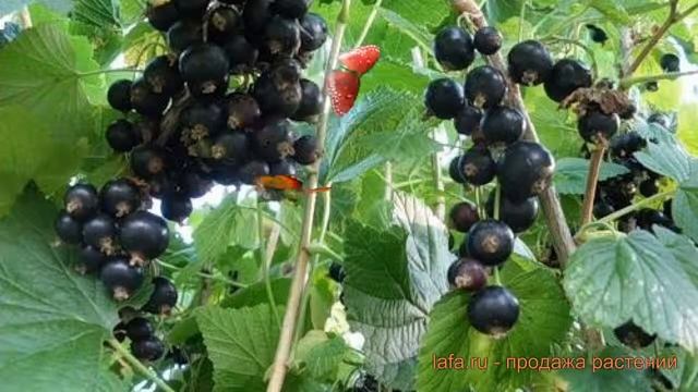 Смородина черная Севчанка (ribes nigrum sevchanka) ? обзор: как сажать, саженцы смородины Севчанка смотреть онлайн