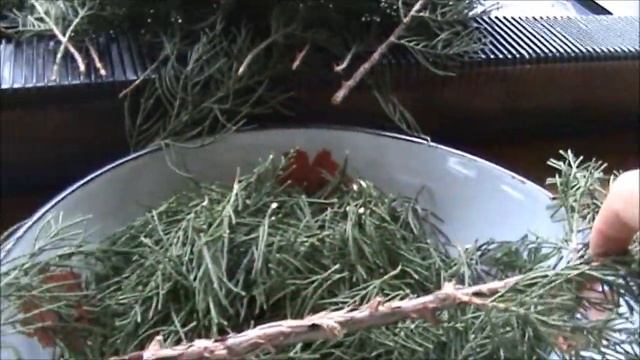 Апрельское черенкование можжевельника