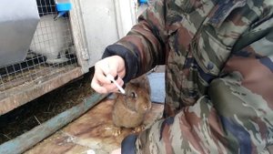 Ушной клещ у кроликов - лечение