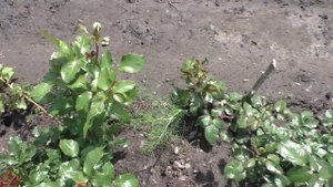 Пробую вырастить корнесобственные розы, начинаю подготовку.