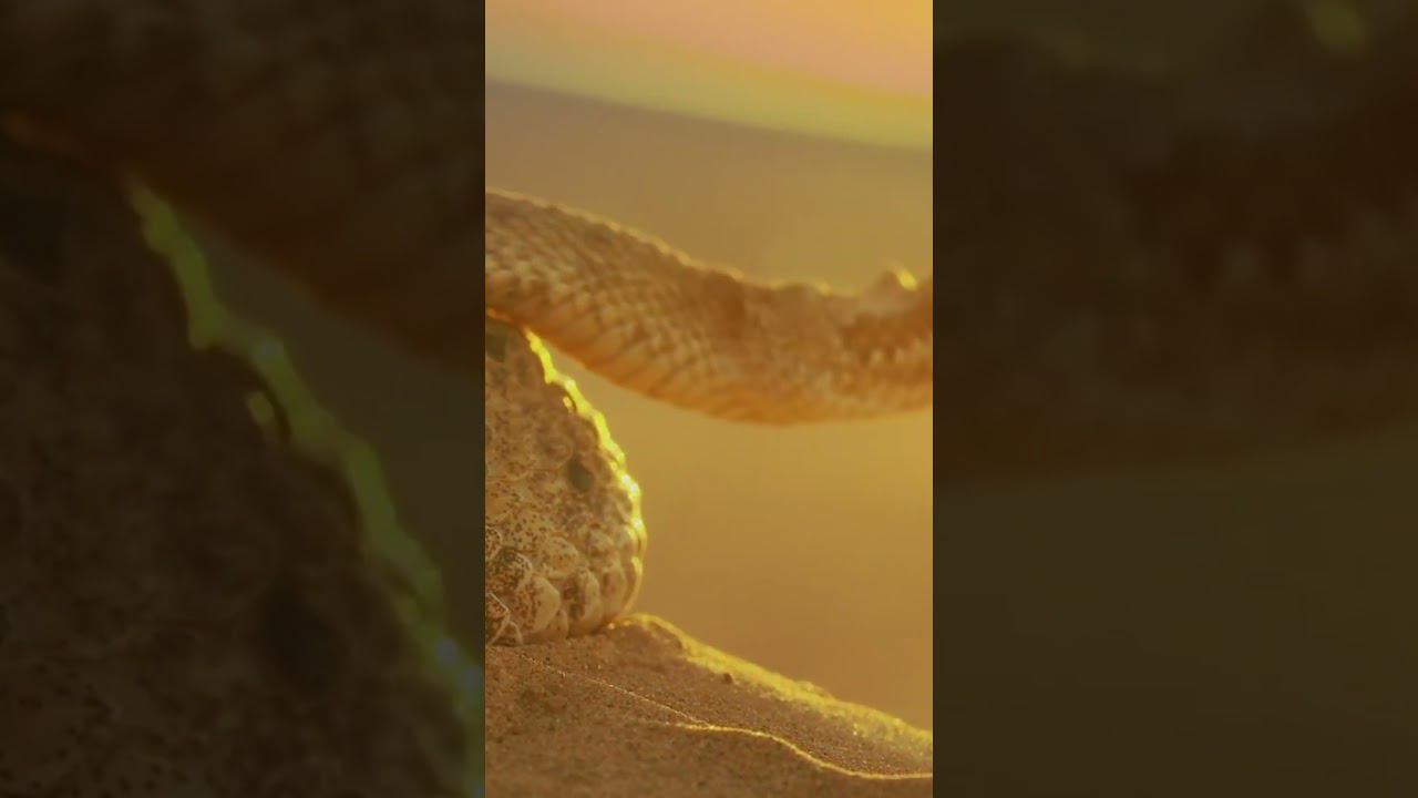 Змея атакующая из песков смотреть онлайн