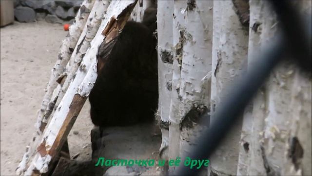 Манулы Караганда, Ласточка с сыном Жорой и Зеленогорск 29.05.2023
