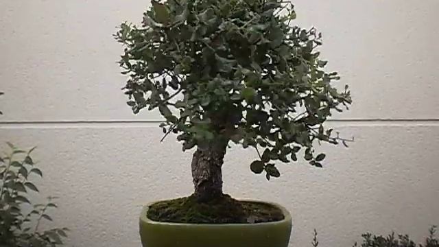 Bonsai alcornoque quercus suber смотреть онлайн