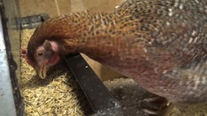 Куры Билефельдер и Доминант. Зимнее содержание в курятнике.