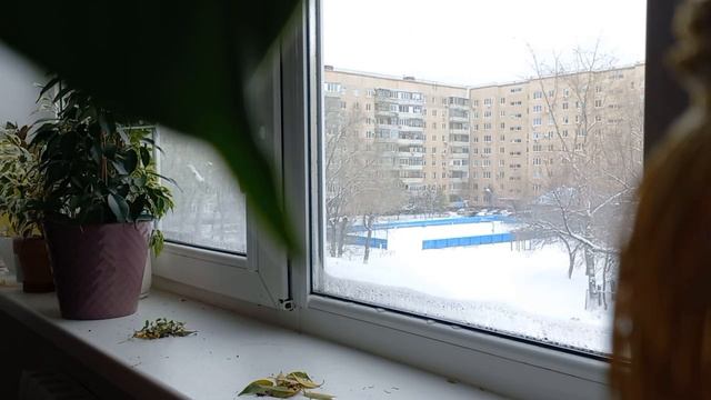 Комнатные растения. Санитарный день. Уход за растениями. Горячий душ. #комнатныерастения#горячийдуш