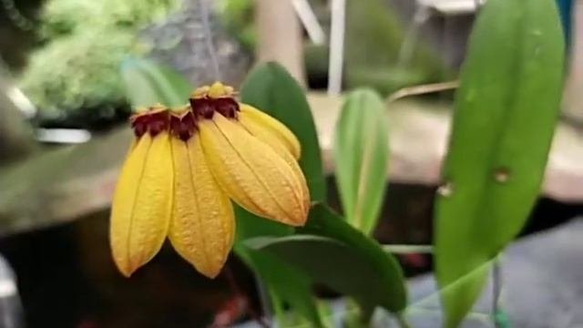 Bulbophyllum Mastersianum