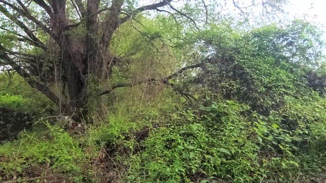 Вода (бесплатная!), как дар нам от Природы. Всегда должен быть источник рядом с вашим жильём!!! смотреть онлайн