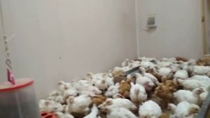 Белый и Цветной бройлер.