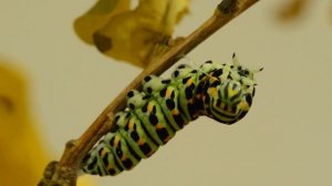 Превращение гусеницы Махаона в куколку часть1The metamorphosis of a caterpillar butterfly pupa