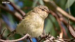Дармондаи дарди бетабибем, дареғ..  Шеъри Гулрухсор Сафиева Диклома Хилоли Савр