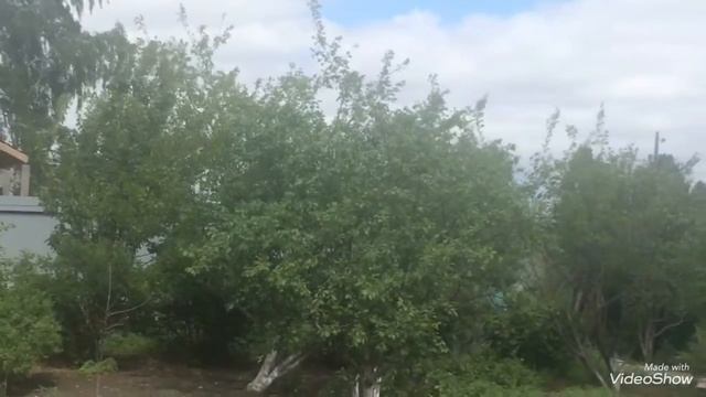 Какой гремучей смесью я обработала капусту от вредителей. смотреть онлайн