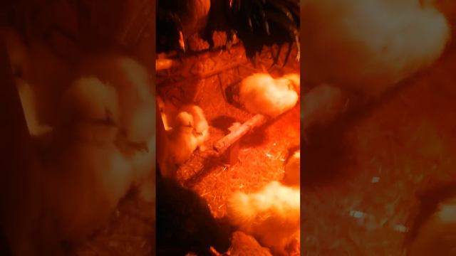 Гистомоноз у птицы, кур. Лечение кур. смотреть онлайн