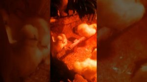 Гистомоноз у птицы, кур. Лечение кур.