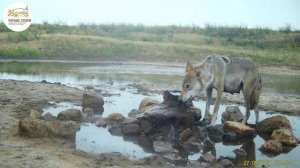 Приоткрывая заповедные двери… Барсук и компания