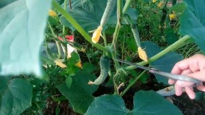 Формировка огурцов в теплице для увеличения урожая