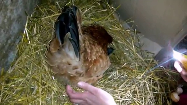 Вылупление цыплят наседкой...от А до Я Hatching of chickens by brood hen ... from A to Z